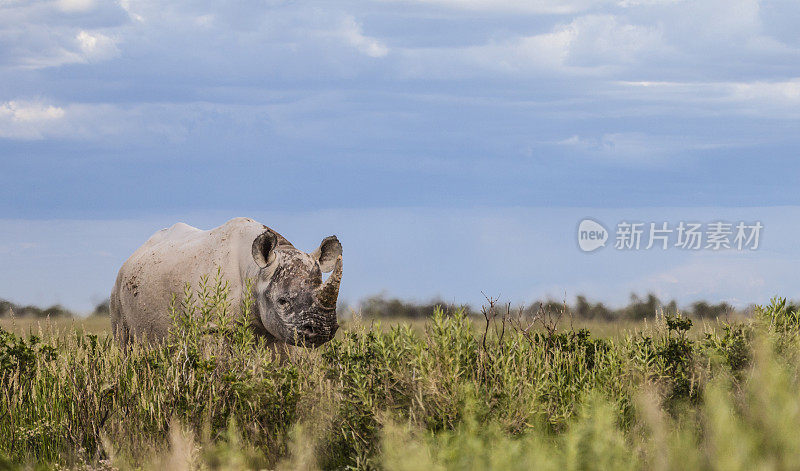 黑犀牛/钩唇犀牛;Etosha N.P，纳米比亚，非洲